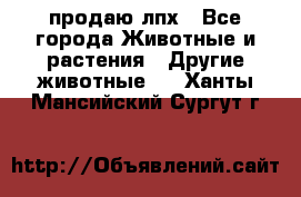 продаю лпх - Все города Животные и растения » Другие животные   . Ханты-Мансийский,Сургут г.